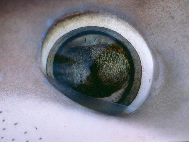 blue shark eye