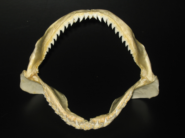 blue shark mouth