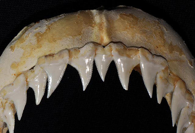 blue shark teeth