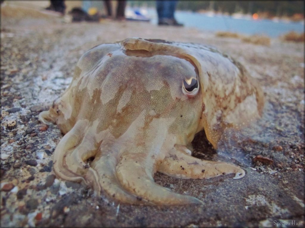 a cuttlefish close up 
