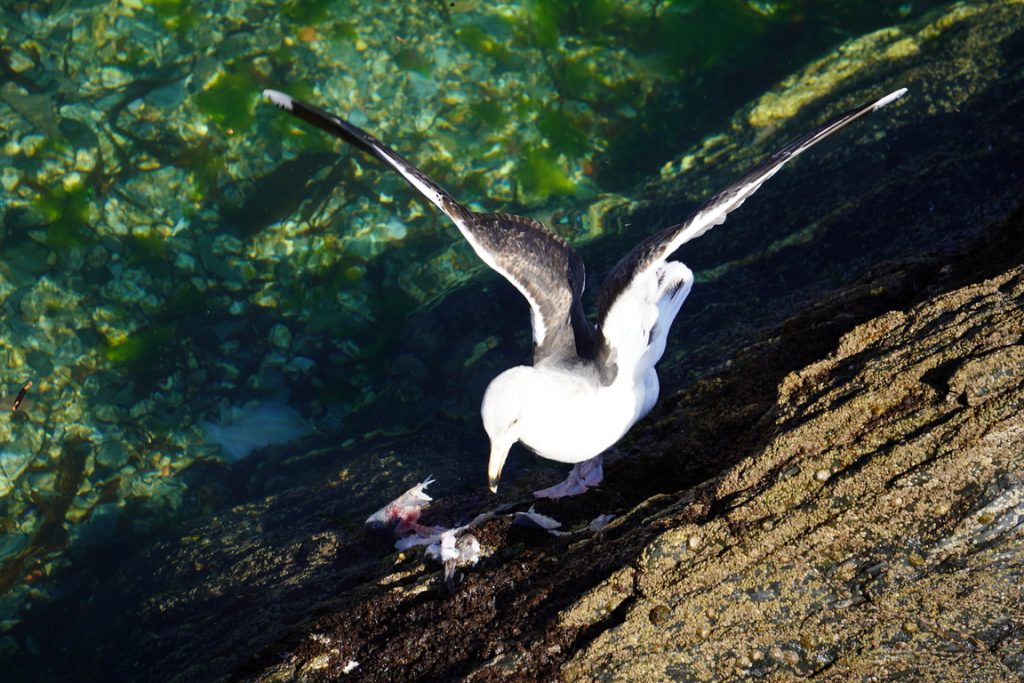 seagull eating fish in looe