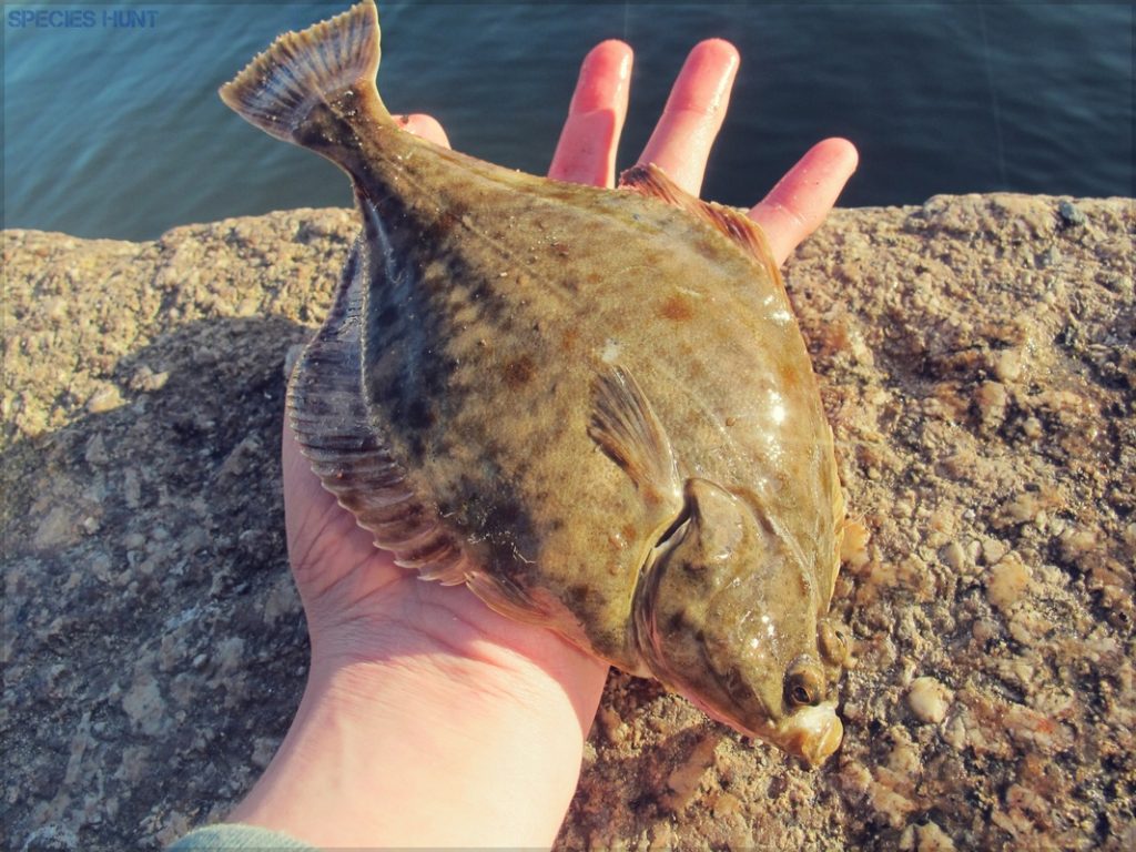 How to Catch Every Type of Flatfish on Lure or Bait