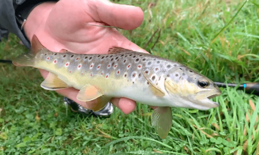 Ultralight fishing for Irish river Brown Trout with Mepps spinners