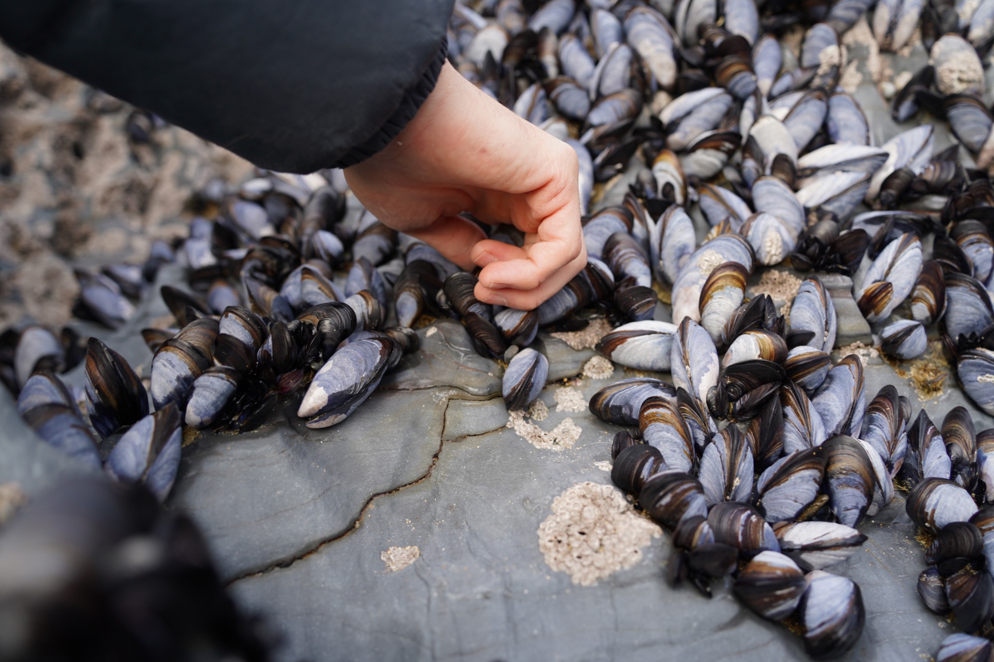mussels for bait
