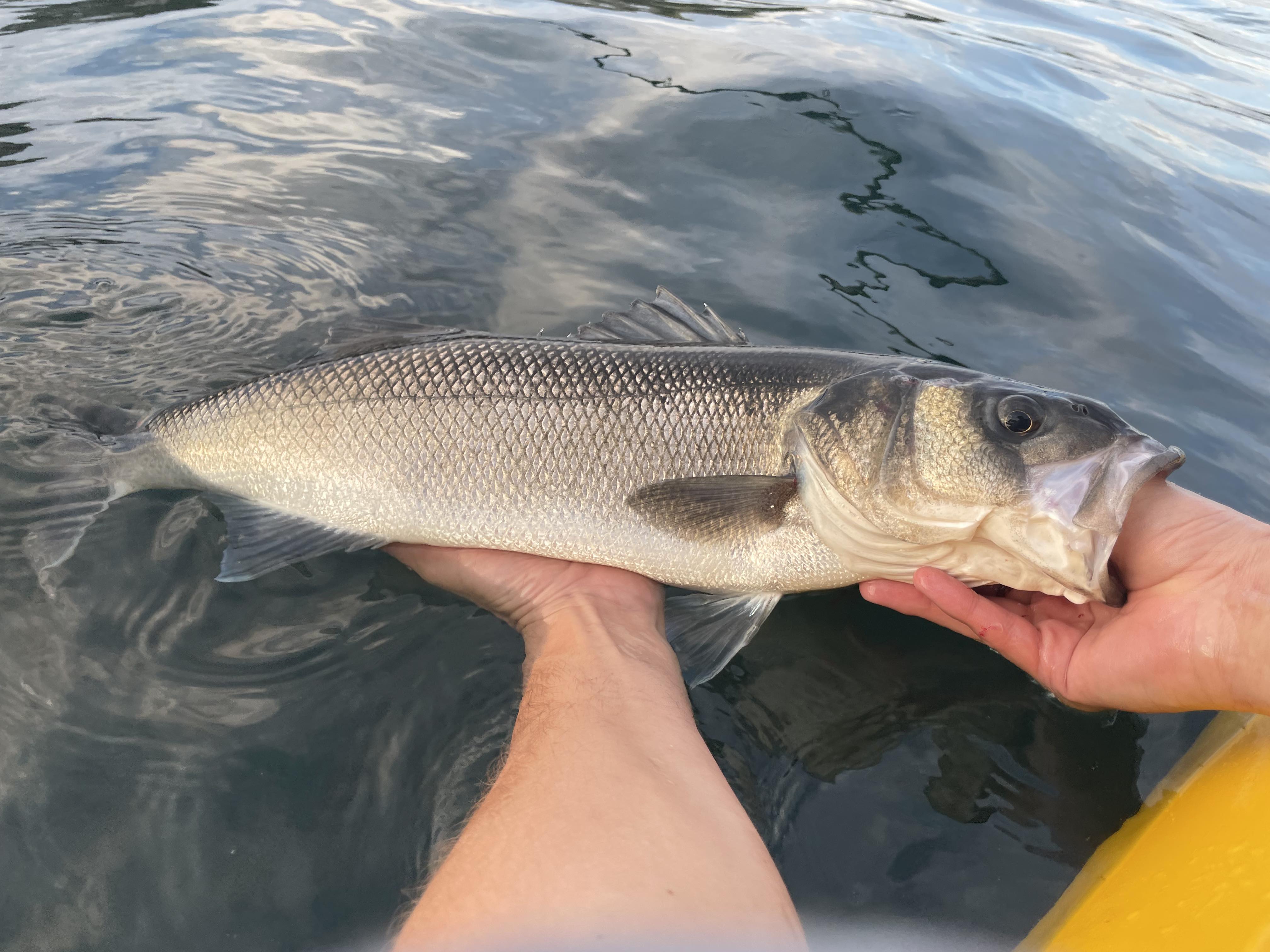 bass caught in Cornwall 