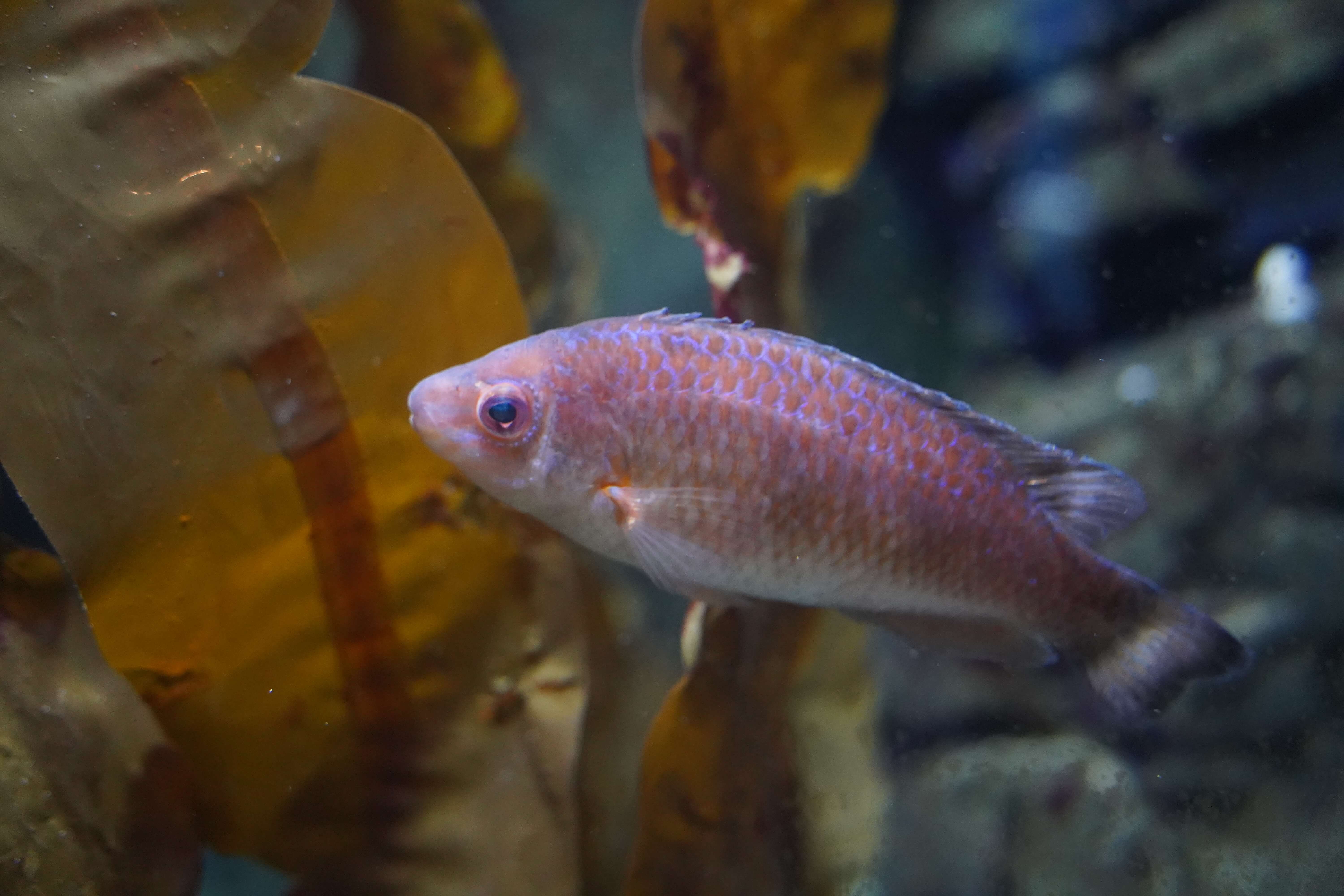 rock cook wrasse