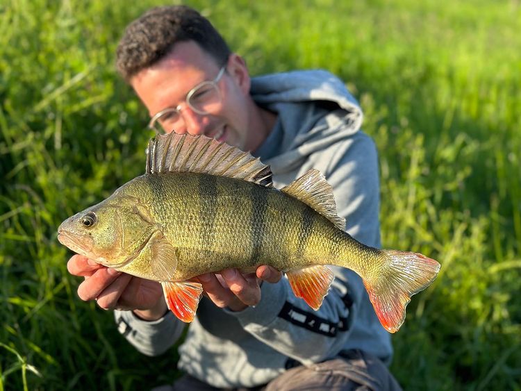 Lure fishing for perch UK