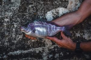 bream fishing